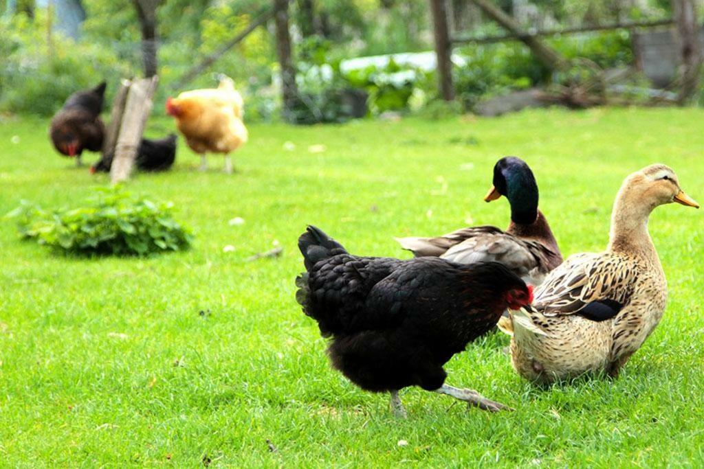 Gite De La Ferme De La Cote Les Damps Екстер'єр фото